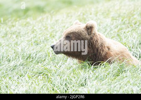 Alaskan brown bear feeding in McNeil River state game sanctuary and refuge Stock Photo