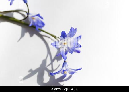 Close up of Glory-of-the-snow flowers (Chionodoxa luciliae). Blue spring flowers in bloom in the form of colorful stars. Selective focus Stock Photo