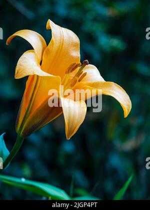 Close up of the summer bloom of the hardy trumpet lily, Lilium 'African Queen'