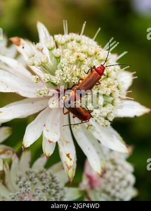 Orange soldier beetles, Rhagonycha fulva, mating on a flower head of the hardy perennial masterwort, Astrantia major Stock Photo