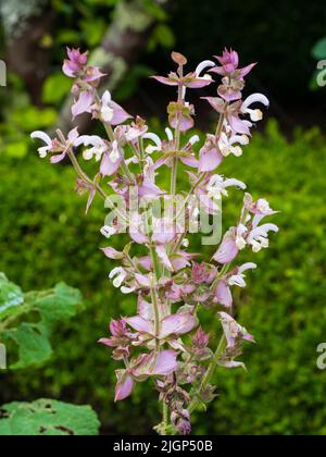 White blooms and pink bracts of the summer flowering biennial medicinal herb Salvia sclarea, clary sage Stock Photo