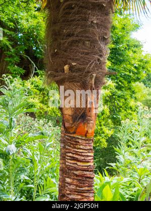 Stripped and unstripped sections of trunk of the hardy chusan palm, Trachycarpus fortunei, showing difference in trunk diameter Stock Photo