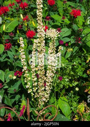 Upright spikes of the red-purple centred white form of the hardy perennial nettle leaved mullein, Verbascum chaixii 'Album' Stock Photo