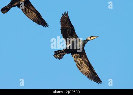 Great cormorants flying in sky during spring migration Stock Photo