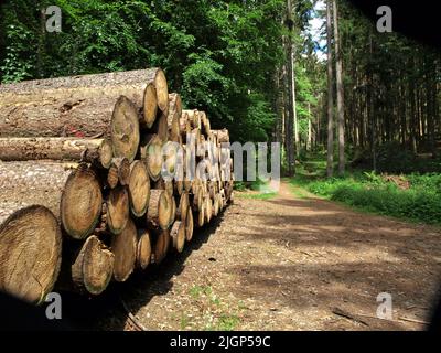 stacked of big massive tree trunk on the forest Stock Photo