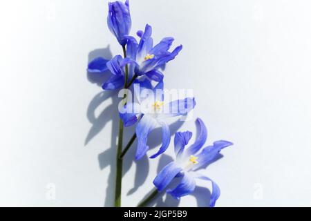 Close up of Glory-of-the-snow flowers (Chionodoxa luciliae). Blue spring flowers in bloom in the form of colorful stars. First spring bulbous plants. Stock Photo
