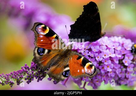 Aglais io, Butterflies, Peacock butterfly, Inachis io, Butterfly wings, Nectaring, Flower, Butterfly, Feeding, Sucking Stock Photo