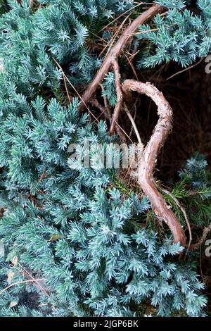 Juniperus squamata 'Blue Star' beautiful Creeping Juniper Decumbent plant Stock Photo