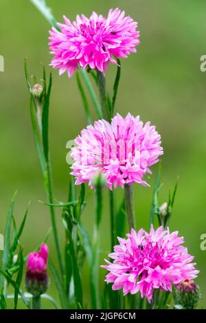Pink Centaurea, Bachelors Buttons, Pink Centaurea cyanus, Cornflower Stock Photo