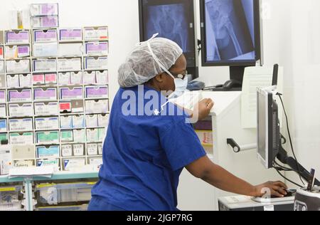 An NHS nurse in scrubs checks a patients records in an operating theatre during an operation. Stock Photo