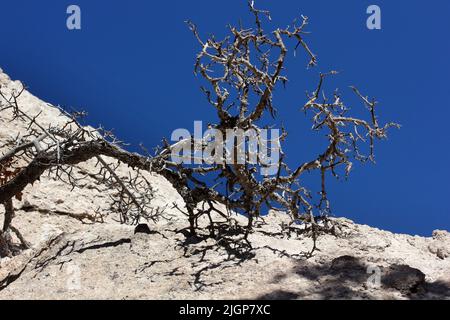 dry bush branch on the rock Stock Photo
