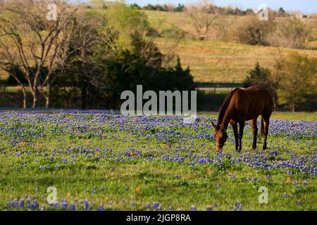 A horse grazes in a rolling field of Texas bluebonnets. Stock Photo