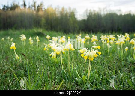 Beautiful Common cowslip, Primula veris flowering on a late spring meadow in Estonia Stock Photo