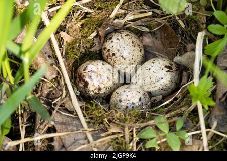 Four Common sandpiper, Actitis hypoleucos eggs in a nest Stock Photo