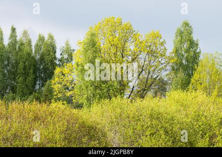Different green-colored trees on a late spring day in Estonia Stock Photo