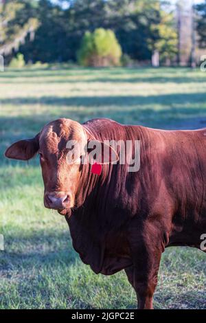 Portrait of a Salers bull in a summer pasture with negative space. Stock Photo