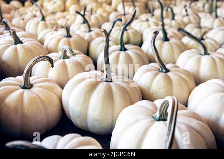 Background of white mini pumpkins with focus on the foreground. Stock Photo