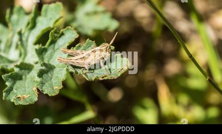 A macro shot of a common field grasshopper resting on a green leaf. Stock Photo