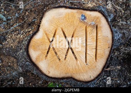 Roman numerals 22 cut on a fresh stump in a clear-cut area Stock Photo
