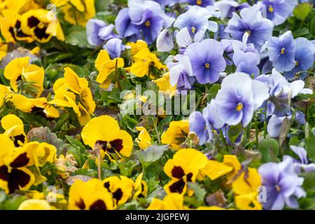 Vibrant yellow and blue Viola Cornuta pansies flowers close-up, flower bed with blooming colorful heartsease pansy flowers with green leaves Stock Photo