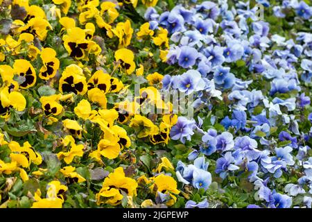 Vibrant yellow and blue Viola Cornuta pansies flowers close-up, floral background with blooming heartsease pansy flowers with green leaves Stock Photo