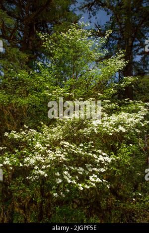 Pacific dogwood (Cornus nuttallii) bloom, Cascadia State Park, Over the River and Through the Woods Scenic Byway, Oregon Stock Photo