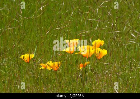 California poppy (Escholtzia californica), Elijah Bristow State Park, Oregon Stock Photo