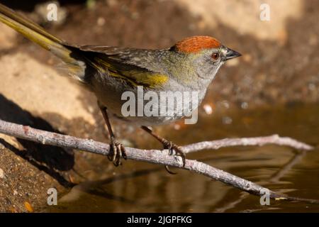 Green-tailed Towhee (Pipilo chlorurus), Cabin Lake Viewing Blind, Deschutes National Forest, Oregon Stock Photo
