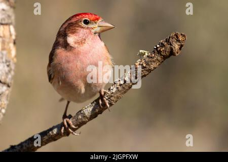 Cassin's Finch (Haemorhous cassinii), Cabin Lake Viewing Blind, Deschutes National Forest, Oregon Stock Photo