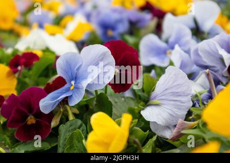 Vibrant colorful yellow, red and blue Viola Cornuta pansies flowers close-up. Floral background with blooming colorful heartsease pansy flowers with g Stock Photo