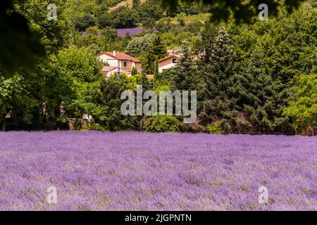 The purple of the lavender blossom sets the tone in the Drome Valley in June and July. This is where the Alps meet Provence. Lavandin is also grown here for the industry. Lavandin is a hybrid lavender from a cross between the spirea lavender (Lavandula latifolia) and the true lavender (Lavandula angustifolia). Lavandin is more productive and therefore gradually displaces the true lavender from cultivation Stock Photo
