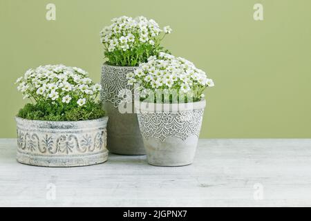 Saxifraga arendsii (Schneeteppich) flowers in ceramic pots. Spring decor Stock Photo