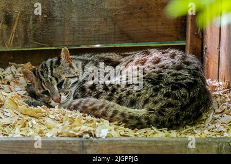 Bengal leopard cat (Prionailurus bengalensis bengalensis) native to South and East Asia, sleeping in enclosure at the zoo Parc des Félins, France Stock Photo