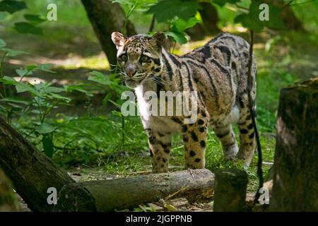 Mainland clouded leopard (Neofelis nebulosa) native from the Himalayas to Southeast Asia into South China at the zoo Parc des Félins, France Stock Photo