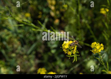 Top view on the honey bee, that sits on the yellow flower, pollinates it and collects nectar. Beautiful nature background. Selective focus. Pollination of the flowers in the wild. Stock Photo