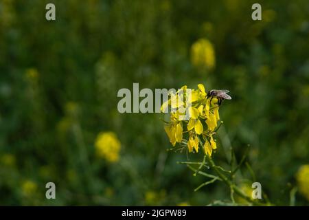 The honey bee sits on the yellow flower, pollinates it and collects nectar. Beautiful nature summer background. Selective focus, blurred green background. Animals in the wild.  Stock Photo