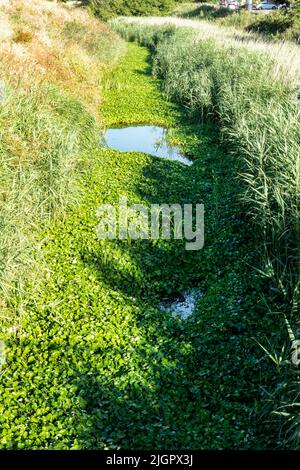 A small local uk Rhyne waterway choked with floating pennywort, Hydrocotyle ranunculoides the weed is an invasive alien species of plant in the UK. Stock Photo
