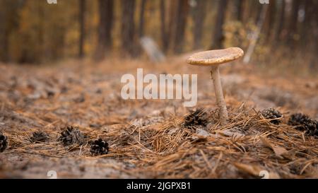 A lonely inedible mushroom grows in the middle of a dirt road in a pine forest. Poisonous toadstool in the forest against the background of pine cones and needles. Stock Photo