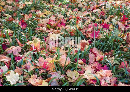 Atumn red and yellow fallen maple leaves on green tall grass. Gardening during fall season. Cleaning lawn from leaves. Close-up Stock Photo