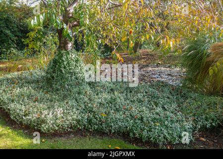 Euonymus or spindle fortunei evergreen plant with green leaves climbing on tree. Gardening in autumn. Sunny day, fall season Stock Photo