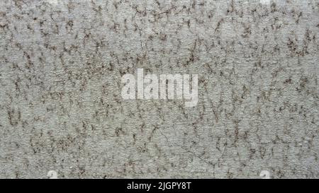 Old gray texture of concrete dirty wall with cracks of house. Decorative textured plaster wall with stains and streaks, outside surface finish of house. Abstract background. Construction concept Stock Photo