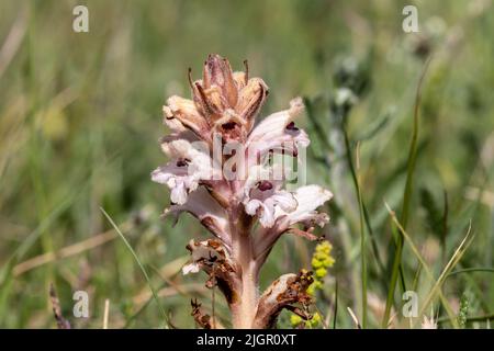 Bedstraw (or Clove-scented) Broomrape - Orobanche caryophyllacea - growing on the beach at Sandwich Bay, Kent Stock Photo