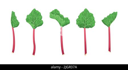 Vector set of rhubarb illustrations. Summer fruits and vegetables. Stock Vector