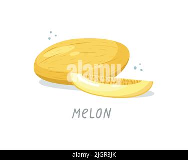 Vector illustration of a melon. Summer fruits Stock Vector