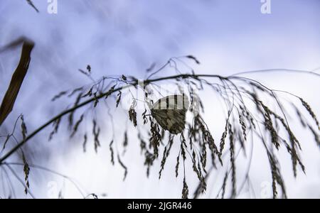 detail of wild insect in nature, natural beauty Stock Photo