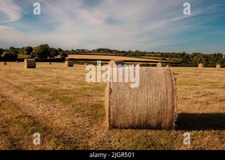 Rural English scene of large baled hay in summer field Stock Photo