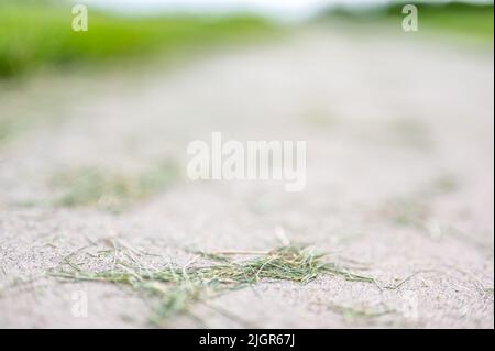 Grass clippings strewn across a residential sidewalk after mowing.  Stock Photo