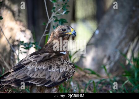 Hieraaetus pennatus - The dark phase booted eagle is one of the accipitriform birds of the Accipitridae family. Stock Photo