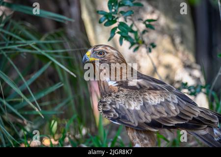 Hieraaetus pennatus - The dark phase booted eagle is one of the accipitriform birds of the Accipitridae family. Stock Photo