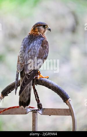 Falco columbarius or merlin is a species of falconiform bird in the ...